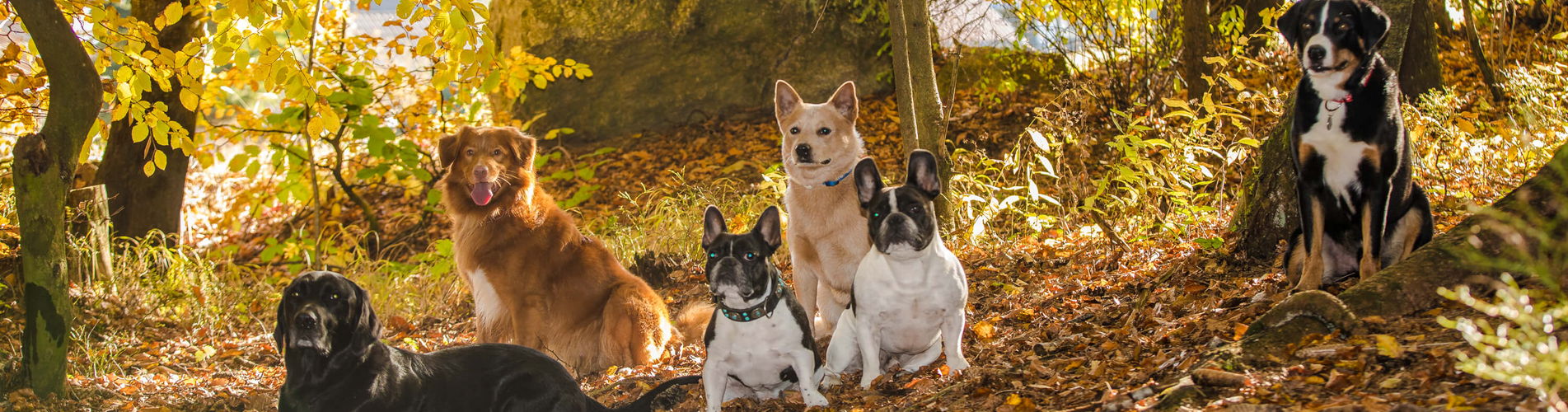 Verschiedene Hunde im Herbstwald