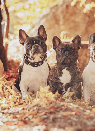 Französische Bulldoggen im Herbstlaub
