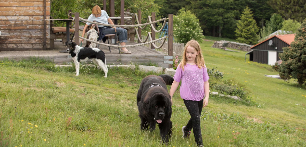 Neufundländer mit Kind vor den Border Collies mit Hundeführerin