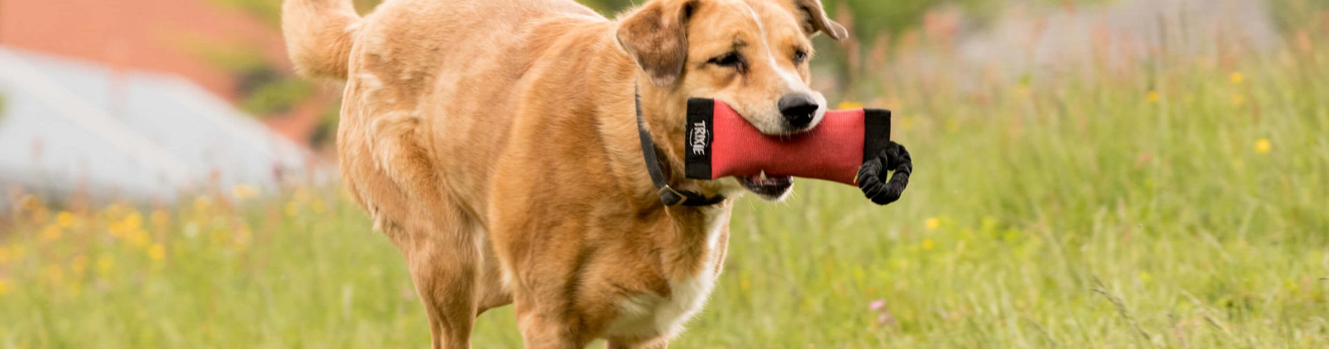Hund mit Dammy im Mund
