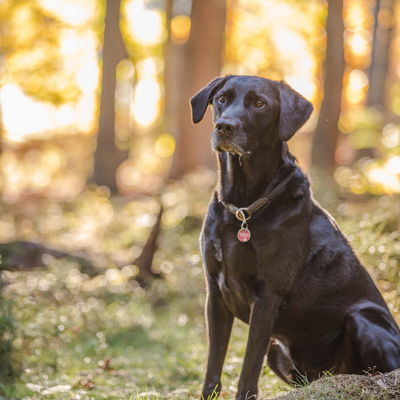 Labrador aufmerksam im Herbstwald