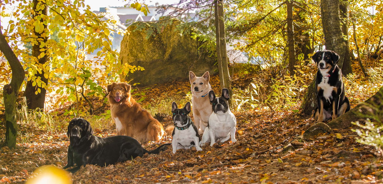 Verschiedene Hunde im Herbstwald