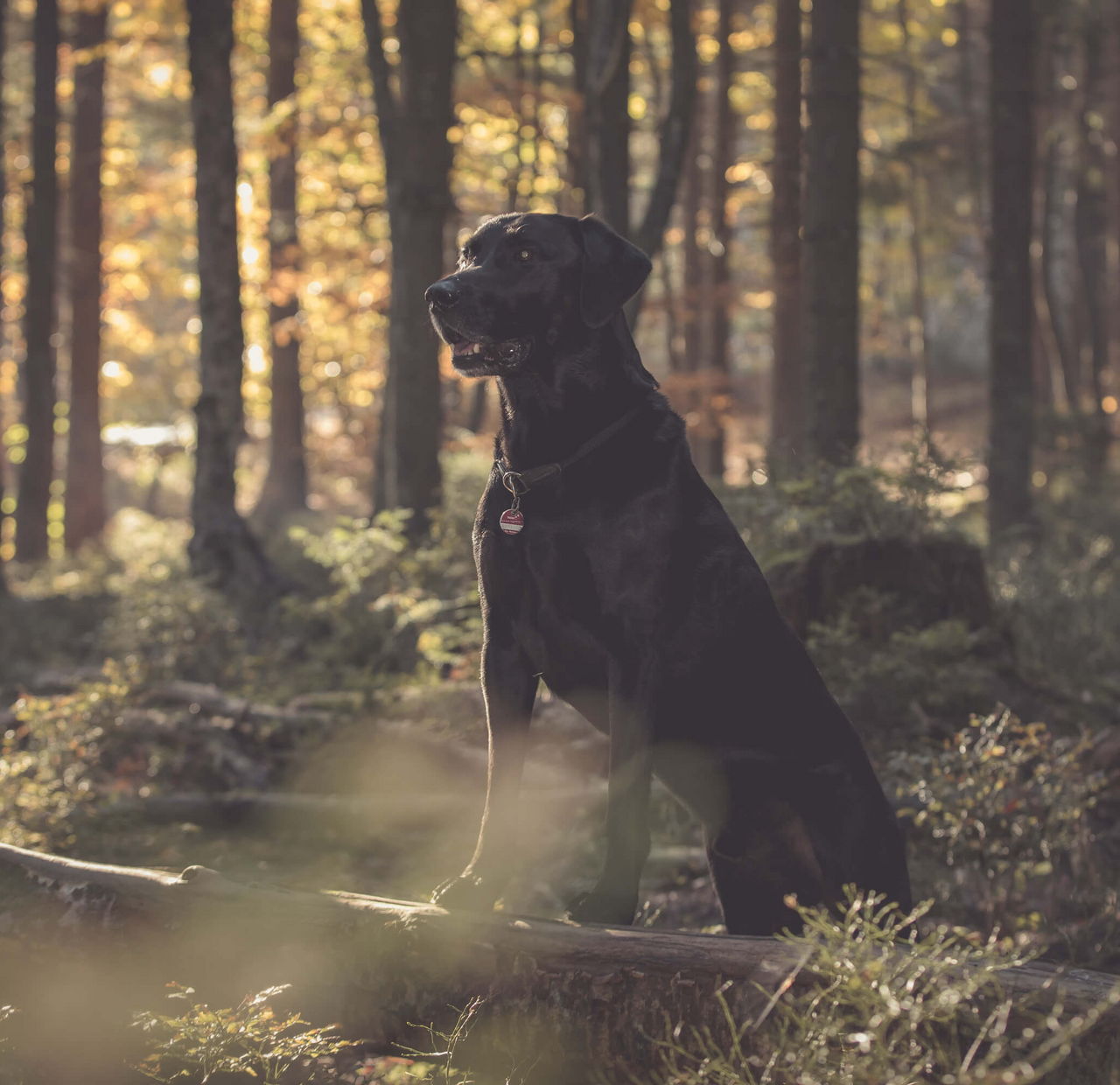 Labrador Retriever aufmerksam im Herbstwald