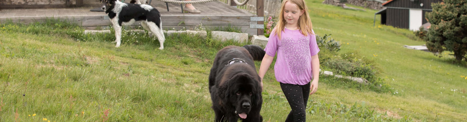 Neufundländer mit Kind vor den Border Collies mit Hundeführerin