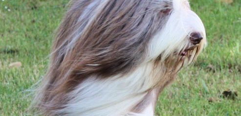 Der Bearded Collie ist ein fröhlicher, aktiver Hund