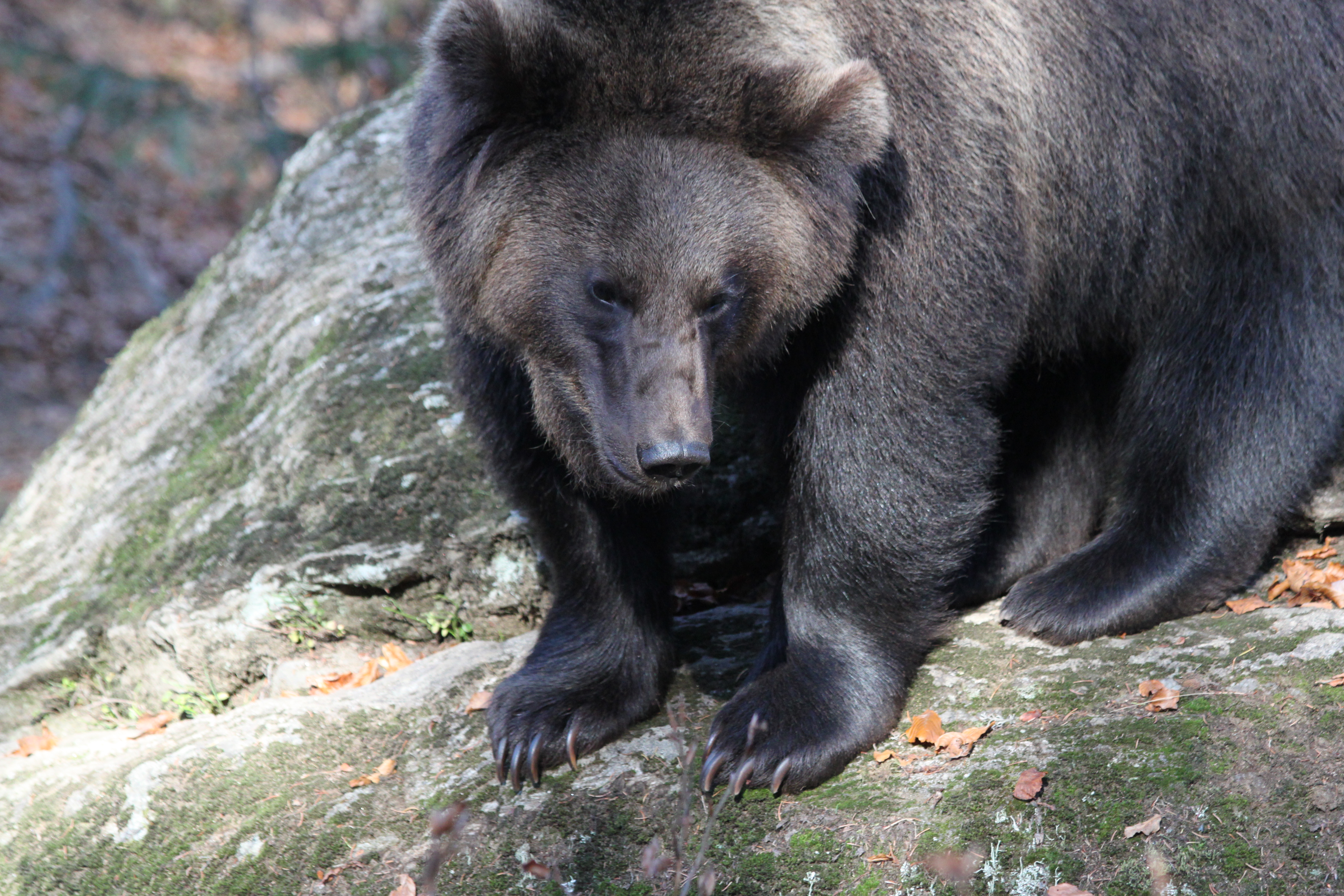 Tier-Freigelände Nationalpark Bayerischer Wald