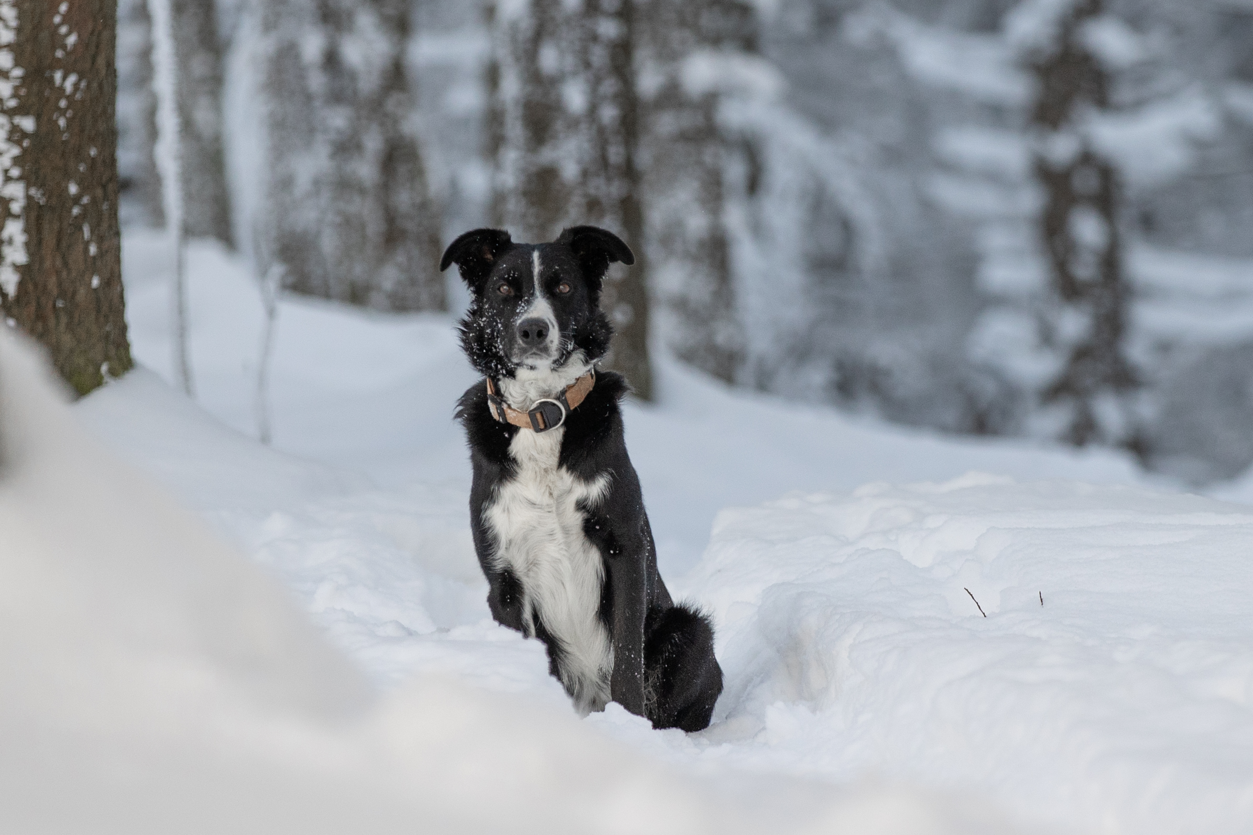 Copyrightangabe zum Bild: border-collie-vom-hundehotel.jpg - danny schollän  / pixelio.de