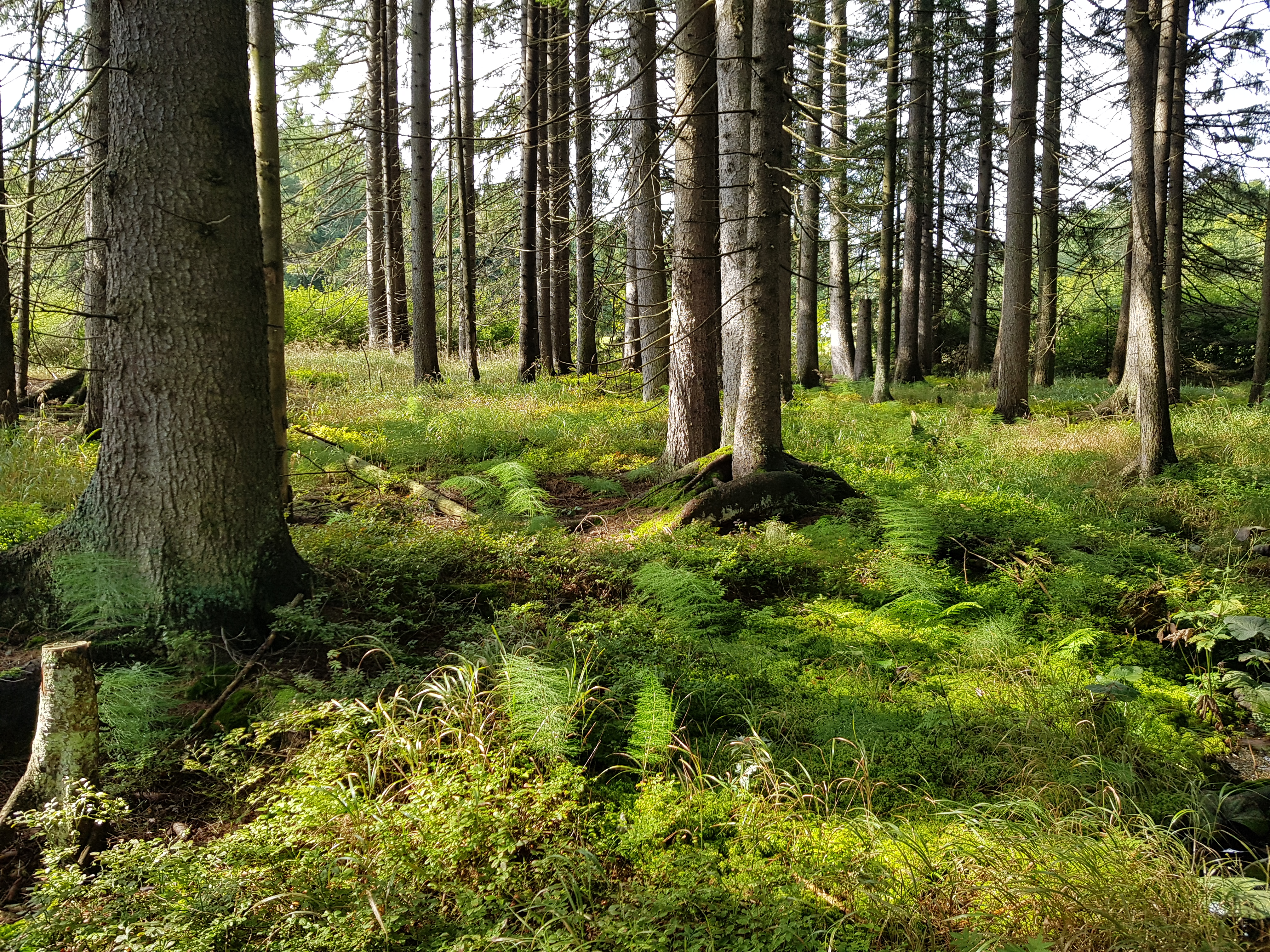 Rundwanderweg 